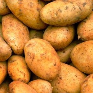 Mittlere frühe Kartoffelsorte Breeze von belarussischen Züchtern