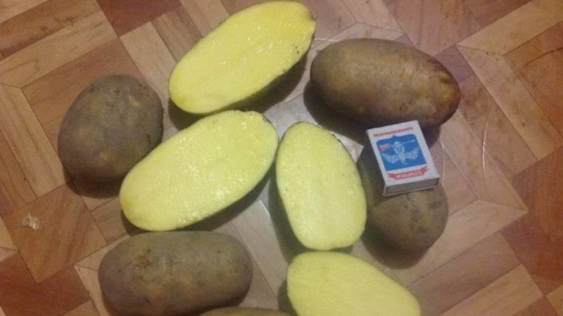 Medium early potato variety Breeze from Belarusian breeders