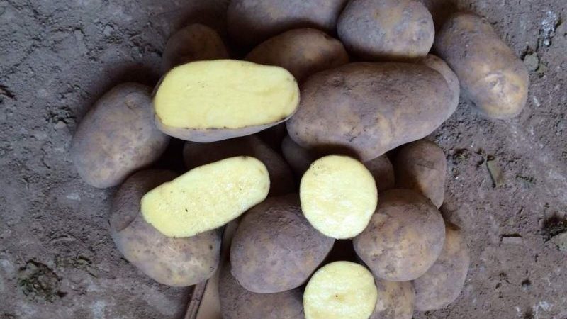 Vidutinio ankstyvumo bulvių veislė Breeze iš Baltarusijos selekcininkų