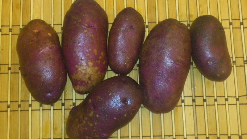 Una variedad de patata sin pretensiones Hierro fundido para regiones de clima templado y regiones del sur