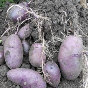 Nenáročná odroda zemiakov Surové železo pre regióny s miernym podnebím a južné regióny