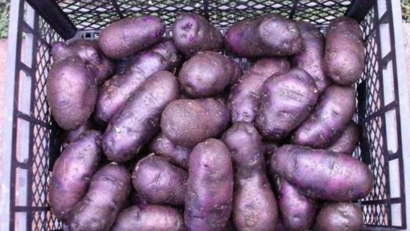 Μια ανεπιτήδευτη ποικιλία πατάτας Χυτοσίδηρος για περιοχές με εύκρατο κλίμα και νότιες περιοχές