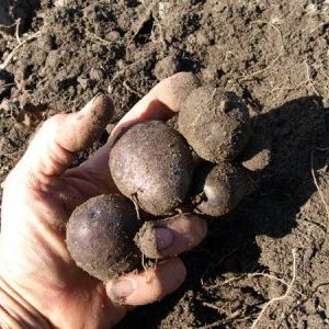 Nenáročná odroda zemiakov Surové železo pre regióny s miernym podnebím a južné regióny