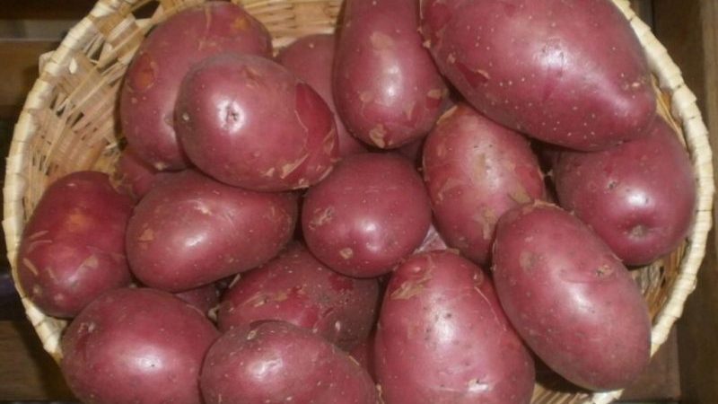 Vysoko výnosná odroda zemiakov Evolution, ktorá sa dokáže prispôsobiť akejkoľvek klíme