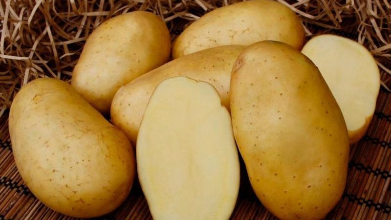 Uma variedade despretensiosa de batatas Felox de excelente sabor
