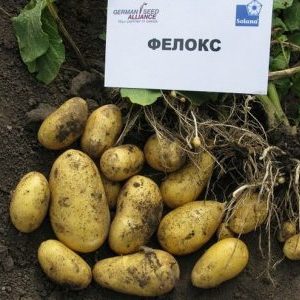 Nepretenzinga „Felox“ bulvių įvairovė, pasižyminti puikiu skoniu