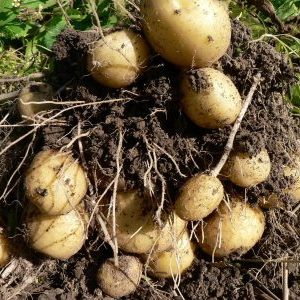 Een pretentieloze variëteit van Felox-aardappelen met een uitstekende smaak
