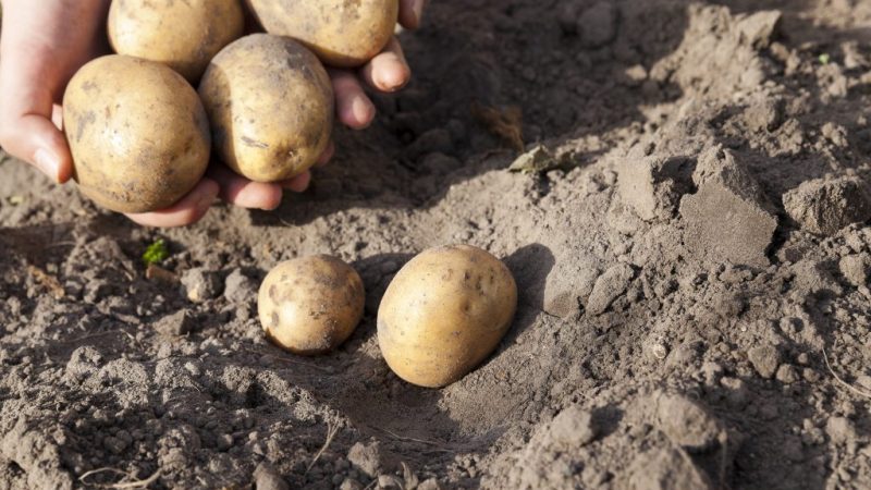 Çok erken olgunlaşan patates çeşidi Karatop