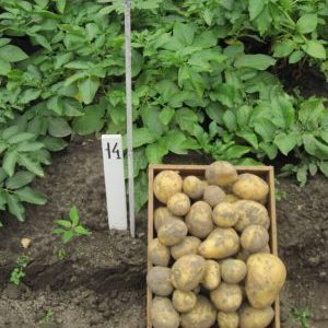 Variedad de patata de maduración muy temprana Karatop