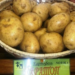 Labai ankstyvos nokinimo bulvių veislė Karatop