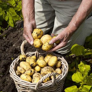 Veľmi skoro dozrievajúca odroda zemiakov Karatop