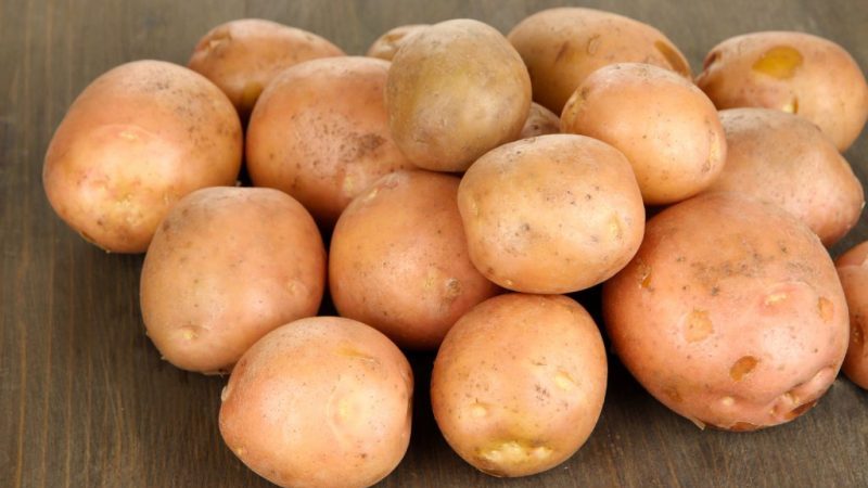 Late-ripening potato variety Ang Cardinal ay hindi natatakot sa biglaang mga pagbabago sa panahon
