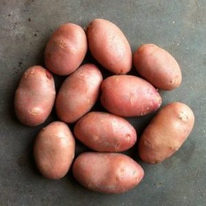 La varietà di patate a maturazione tardiva Cardinal non ha paura dei cambiamenti improvvisi del tempo