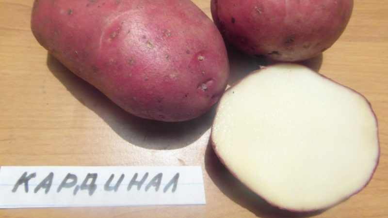 Η ποικιλία της πατάτας που ωριμάζει αργότερα ο Καρδινάλιος δεν φοβάται ξαφνικές αλλαγές στον καιρό