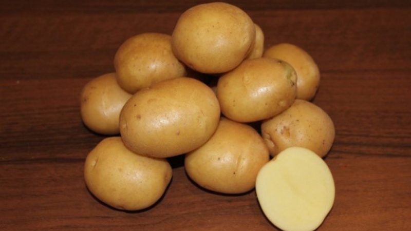 Hva er den gode potetsorten Kolobok, og hvorfor gartnere elsker den så mye
