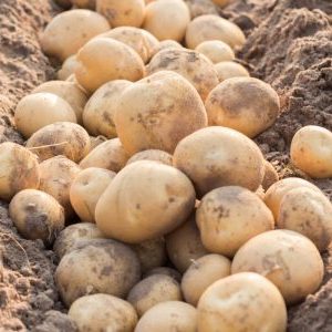 Wat is de goede aardappelvariëteit Kolobok en waarom tuinders er zo dol op zijn