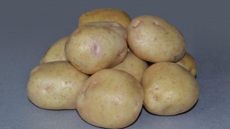 Un'incredibile combinazione di senza pretese e resa della varietà di patate Nevsky