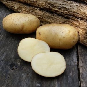 An incredible combination of unpretentiousness and yield of the Nevsky potato variety