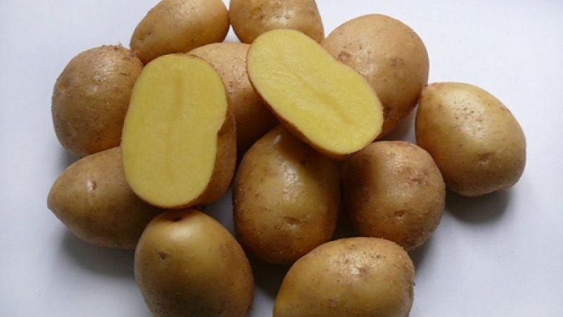 Une incroyable combinaison de sans prétention et de rendement de la variété de pomme de terre Nevsky