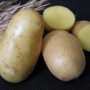 An incredible combination of unpretentiousness and yield of the Nevsky potato variety