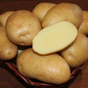 Pretentieloze, medium late variëteit van Nikulinsky-aardappelen