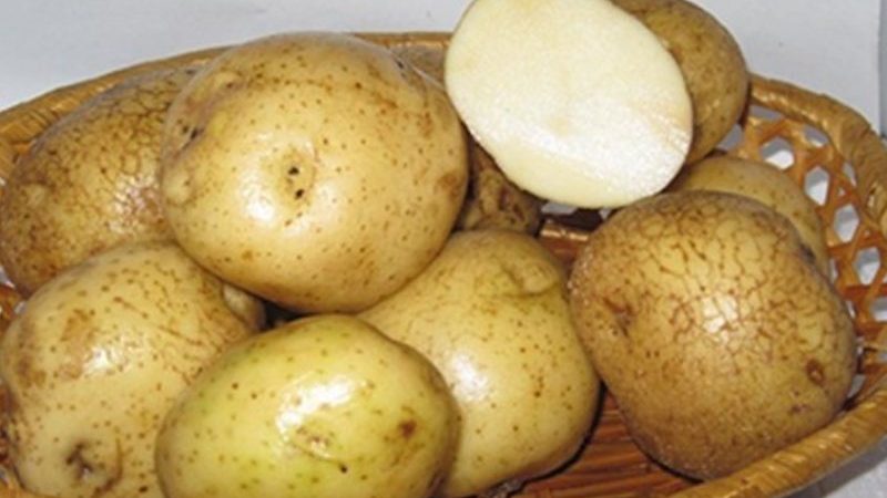 Pretentieloze, medium late variëteit van Nikulinsky-aardappelen
