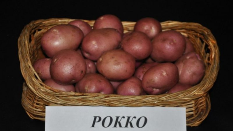 Pomme de terre Roco à haut rendement, idéale pour bouillir et cuire au four