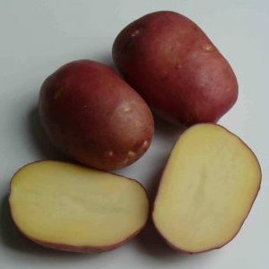 High-yielding Roco potato, ideal for boiling and baking