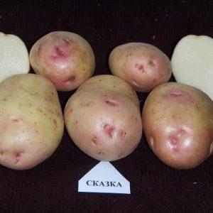 Domestic table patatas iba't-ibang Skazka