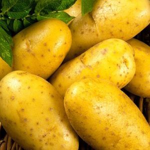 Varietat de patata madura madura Uladar: descripció, fotos i ressenyes dels residents d’estiu
