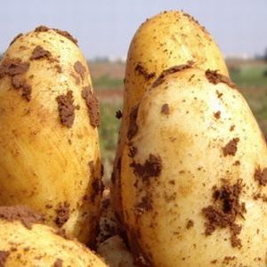 מגוון תפוחי אדמה שולחניים בשלים מוקדמים Uladar: תיאור, תמונות וביקורות של תושבי הקיץ
