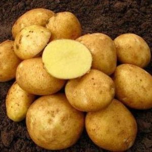 Ang Vineta ay ang pinakatanyag at mataas na ani ng iba't ibang patatas sa mga amateur hardinero