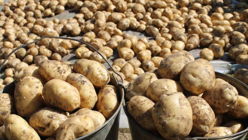 Ang Vineta ay ang pinakatanyag at mataas na ani ng iba't ibang patatas sa mga amateur hardinero