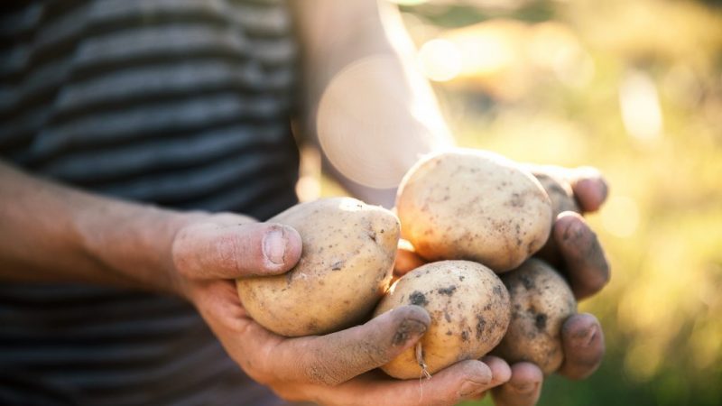 Vineta, amatör bahçıvanlar arasında en popüler ve yüksek verimli patates çeşididir.
