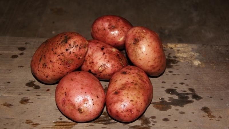 Variedade Zhuravinka de batata resistente à geada de alto rendimento com sabor excelente