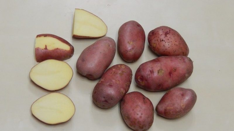Variedade Zhuravinka de batata resistente à geada, de alto rendimento, com sabor excelente