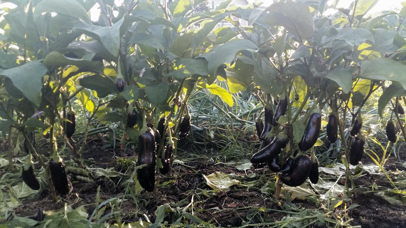 Kailan at kung paano pakurot ang mga eggplants: isang gabay na hakbang-hakbang para sa mga residente ng tag-init ng baguhan