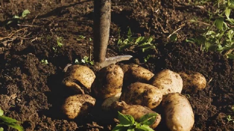 كيف ومتى نحفر البطاطس للتخزين