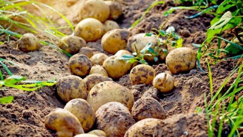 Depolama için patates nasıl ve ne zaman kazılır