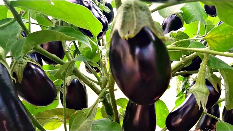 Kailan alisin ang mga eggplants mula sa isang bush sa isang greenhouse at bukas na patlang at kung paano mag-iimbak ng mga pananim