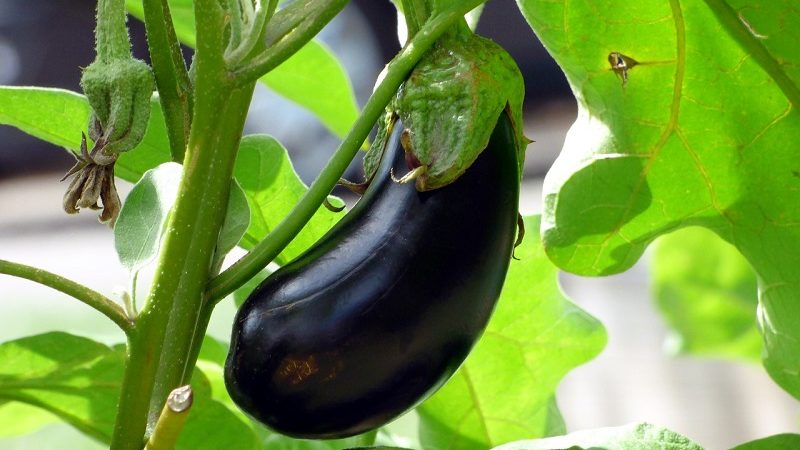 Kailan alisin ang mga eggplants mula sa isang bush sa isang greenhouse at bukas na patlang at kung paano mag-iimbak ng mga pananim