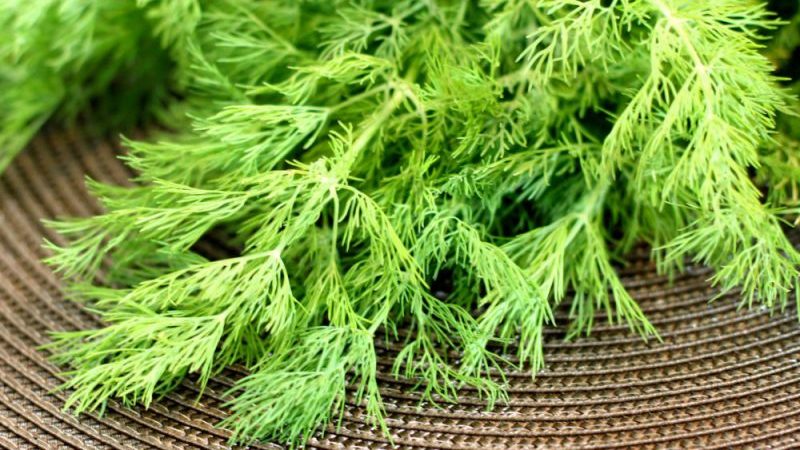 The best varieties of dill for greens without umbrellas for growing in greenhouses, open ground and at home
