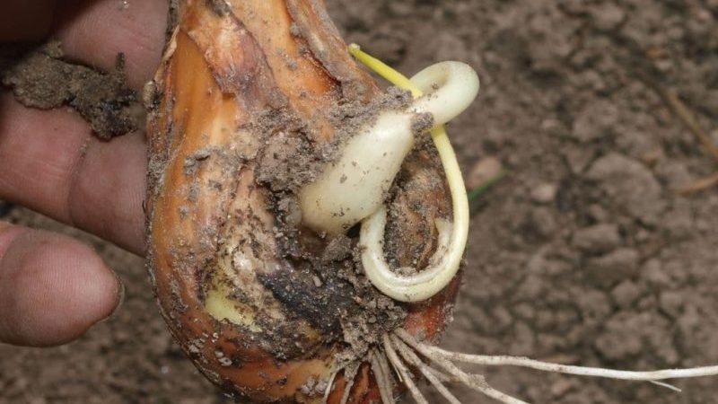 Qué hacer si la cebolla se pudre en el jardín y por qué sucede