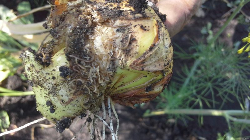 ¿Qué tipo de gusano es el nematodo de la cebolla y cómo tratarlo?