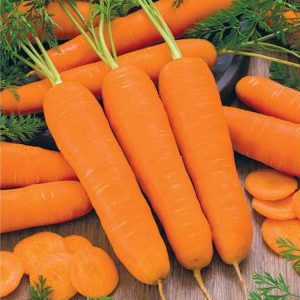 Híbrido de cenoura de primeira geração de alto rendimento: Baltimore f1