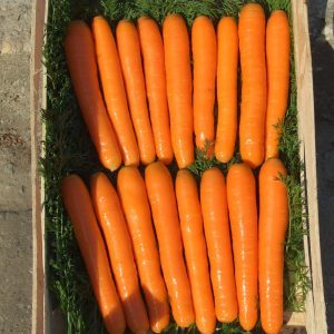 Híbrido de mesa de maturação tardia de cenouras Bolero f1: descrição e características de cultivo