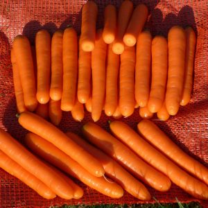 Hybride de table à maturation tardive de carottes Bolero F1: description et caractéristiques de la culture