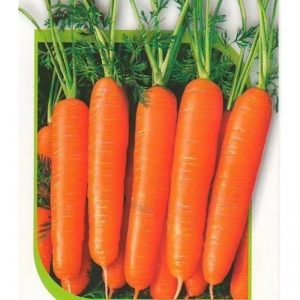 Early maturing, cold-tolerant hybrid of Dordogne carrots