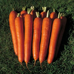 Najlepšie odrody mrkvy - fotografie a podrobné popisy, recenzie