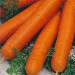 High-yielding Romos carrot with strong immunity